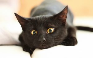 Почему нужно стерилизовать кошку