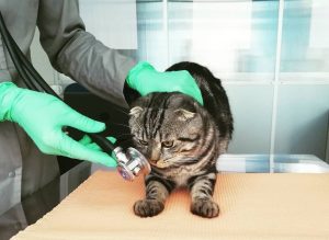 Ветеринарная помощь на дому